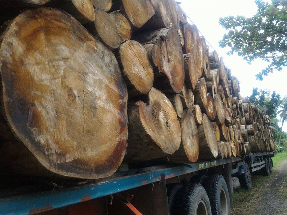 TRUCKLOADS OF FALCATA LOGS FROM NORTHERN SAMAR CONFISCATED